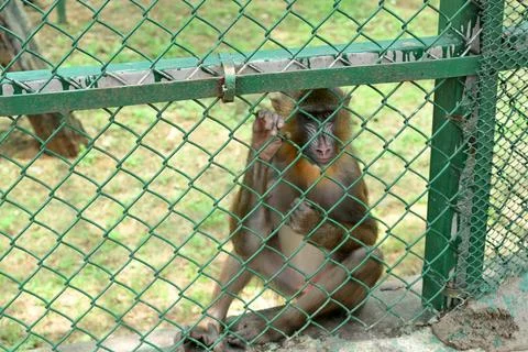 Mandrill monkey sitting behind chain link fence in zoo wildlife enclosure Stock Photos