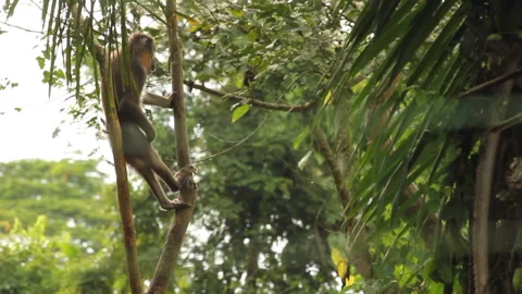 Mandrill Monkey Sitting in Tree Relaxing Stock Footage 137778056