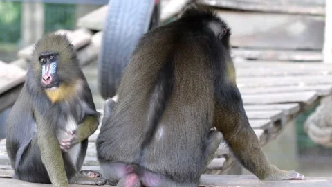 Mandrill monkey specie captive in a zoo video footage Stock Footage 142884901