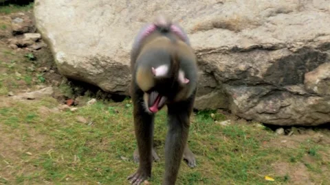 Mandrill Monkey Standing Near a Large Rock in its Enclosure Stock Footage 296856896