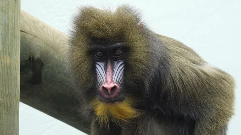 Mandrill monkey on a white screen Vidéo 252262754