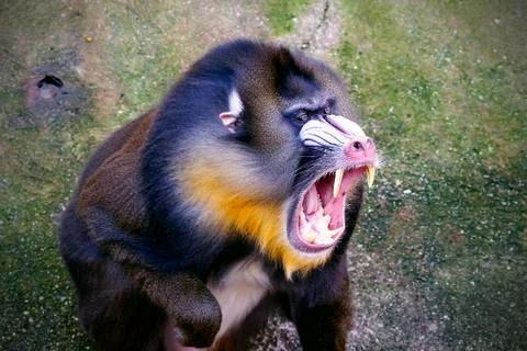 Mandrill Фото