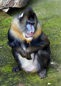 Mandrill 库存照片