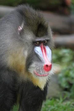 Mandrill Stock Photos