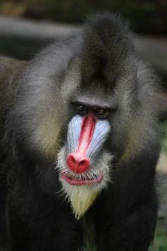 Mandrill Stock Photos