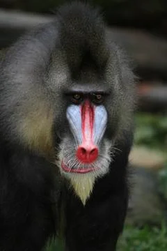 Mandrill Stock Photos