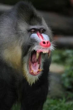 Mandrill Stock Photos