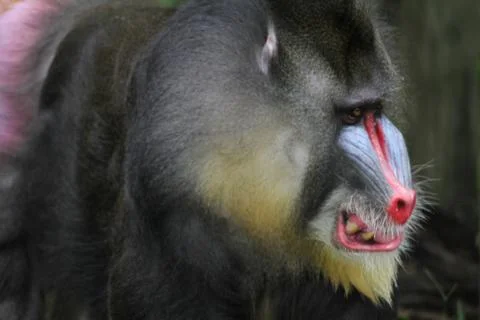 Mandrill Stock Photos