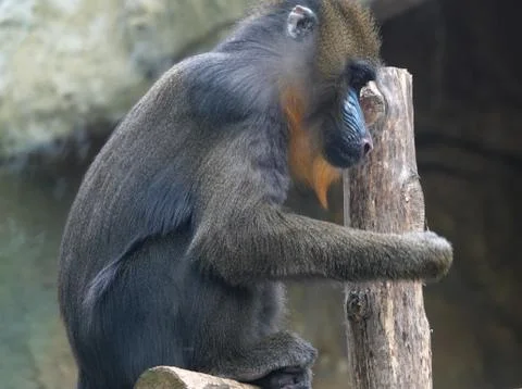A mandrill. 写真素材