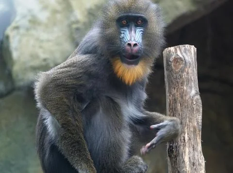 Mandrill. Stock Photos