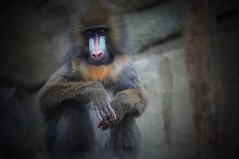 Mandrill. Stock Photos