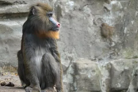 Mandrill. 写真素材