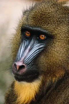 Mandrill Stock Photos