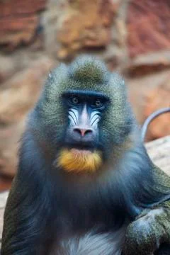 Mandrill portrait 2 Stock Photos