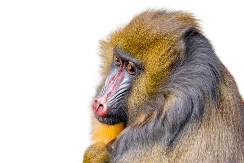 Mandrill Portrait Stock Photos