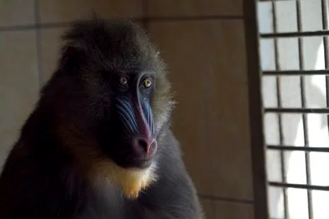 Mandrill portrait Fotos Stock