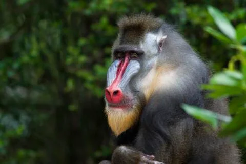 Mandrill portrait Stock Photos