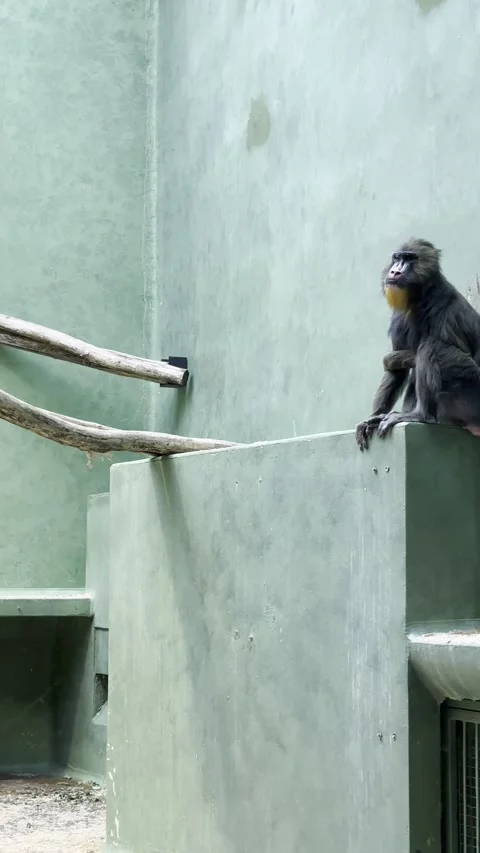 A mandrill rests calmly on a high concrete ledge inside a spacious zoo. Видео 343877574