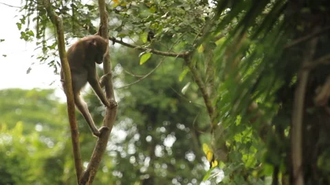Mandrill sitting high in tall tree Stock Footage 137645604