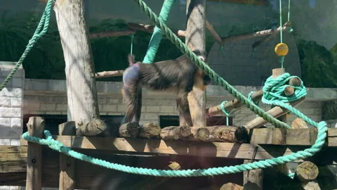 Mandrill sitting or moving inside a metal cage at a city zoo. Captured in daylig Stock Footage 310517374