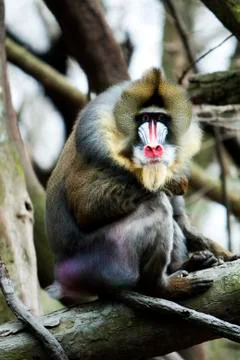 Mandrill sitting on tree branch Stock Photos