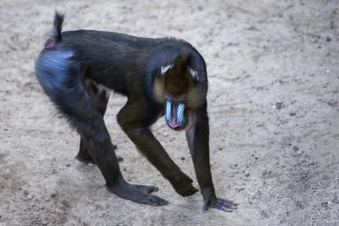 Mandrill walks on the sand, monkey walks on the sand side view. Stock Photos