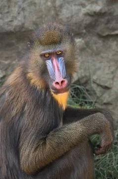 Mandrill in the zoo. Stock-Fotos
