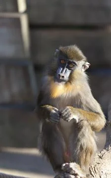 Mandrillus sphinx Stockfoto's