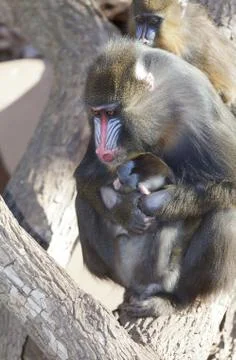 Mandrillus sphinx Stock-Fotos