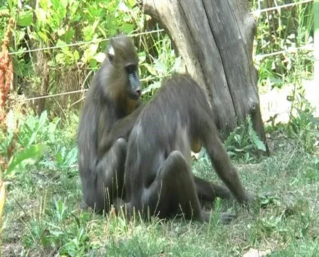 Mandrils at the zoo 库存影片 95907