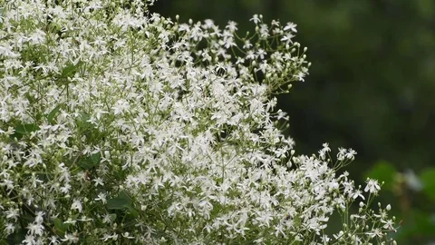 Mandshurian Clematis flowers Stock Footage