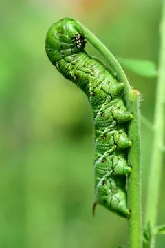 Manduca sexta Stock Photos