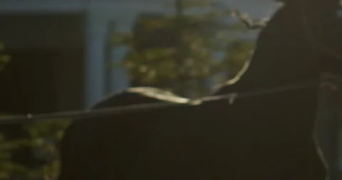 The mane is developing. a black horse is running. defocus Stock Footage 237523291