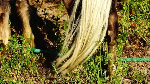 The mane of a pony Stock Footage 124597973