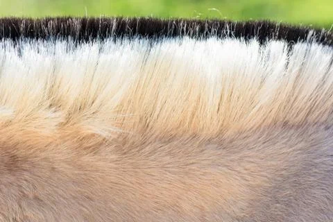 Mane of a pony. Stock Photos