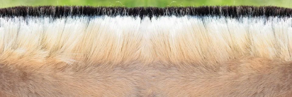 Mane of a pony. Stock Photos
