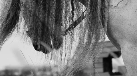 Mane on a wind Stock Footage 50517989