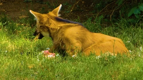 Mane wolf eating Stock Footage 143195381