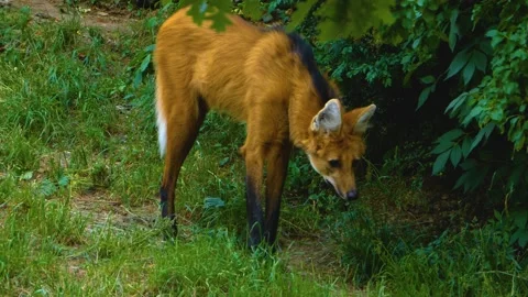 Mane wolf standing Video stock 143195558