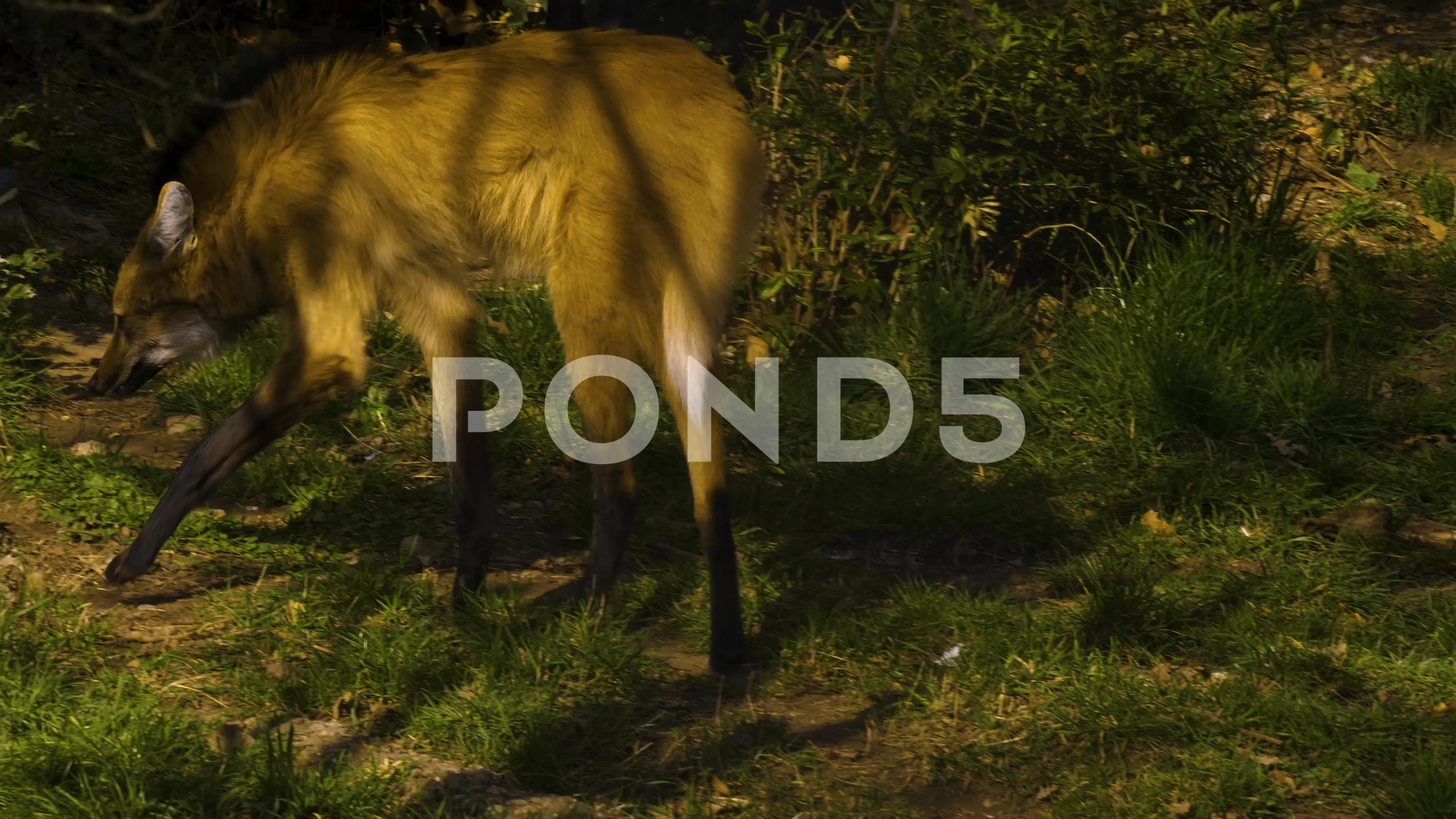Skyrim Peeing