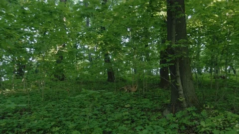 Mane wolf walking between bushes Stock Footage 156403743