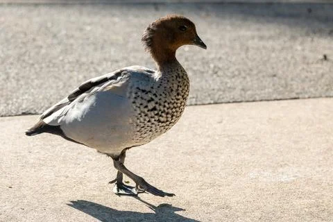 Maned Duck Pacing the Path Stock Photos