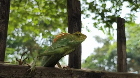Maned Forest Lizard Bronchocela Jubata Perched On Wood Time Lapse Vidéo 345433610