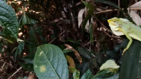Maned forest lizard (Bronchocela jubata) sunbathing on a snake fruit leaves Vídeo Stock 345582307