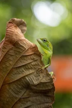 Maned forest lizard on a dried leaf, Indonesia Stock Photos