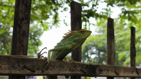Maned Forest Lizard Perched On Bamboo Fence Staring At Camera Stock Footage 346071957