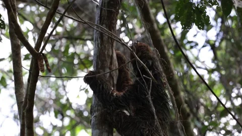 Maned Sloth climbing tree slowly in Atlantic rain forest close up Video stock 167483528