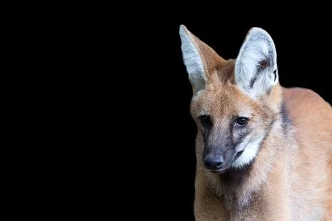 Maned wolf on a black background Stock Photos
