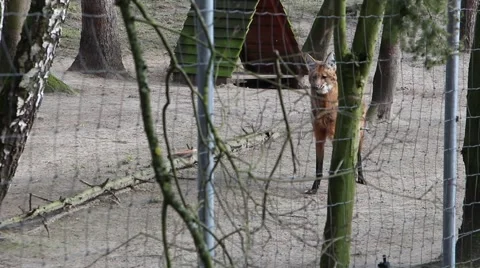 Maned wolf Chrysocyon brachyurus 2 Stock Footage 47457241