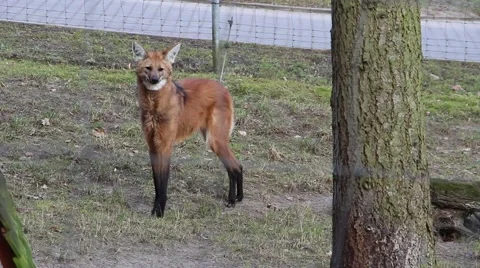 Maned wolf Chrysocyon brachyurus Stock Footage 47456497